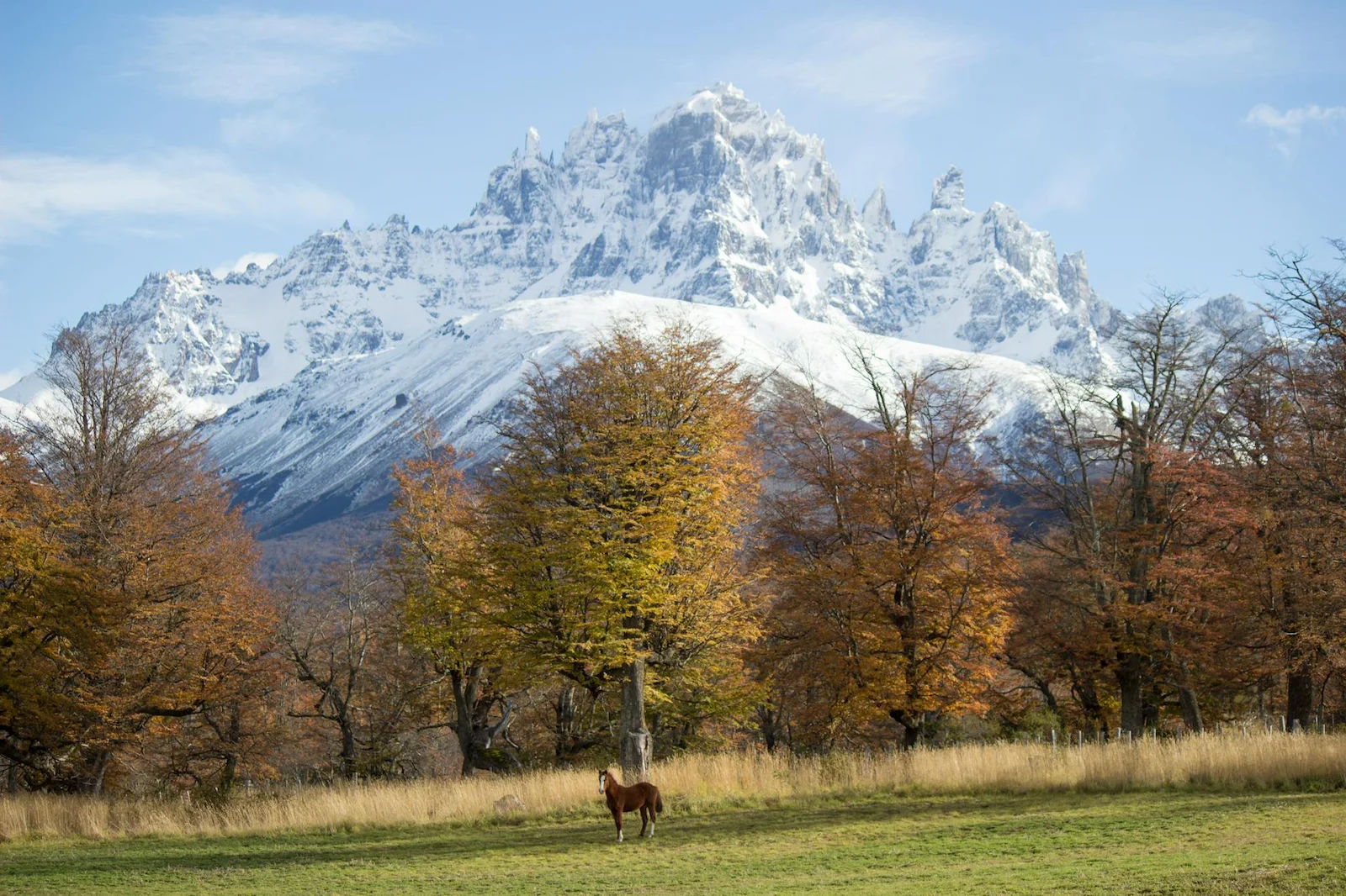 Macizo Cerro Castillo nevado con bosque de lengas en primer plano