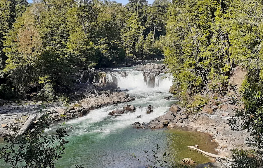 Bosque siempreverde y sendero en el Parque Nacional Puyehue, Región de Los Lagos