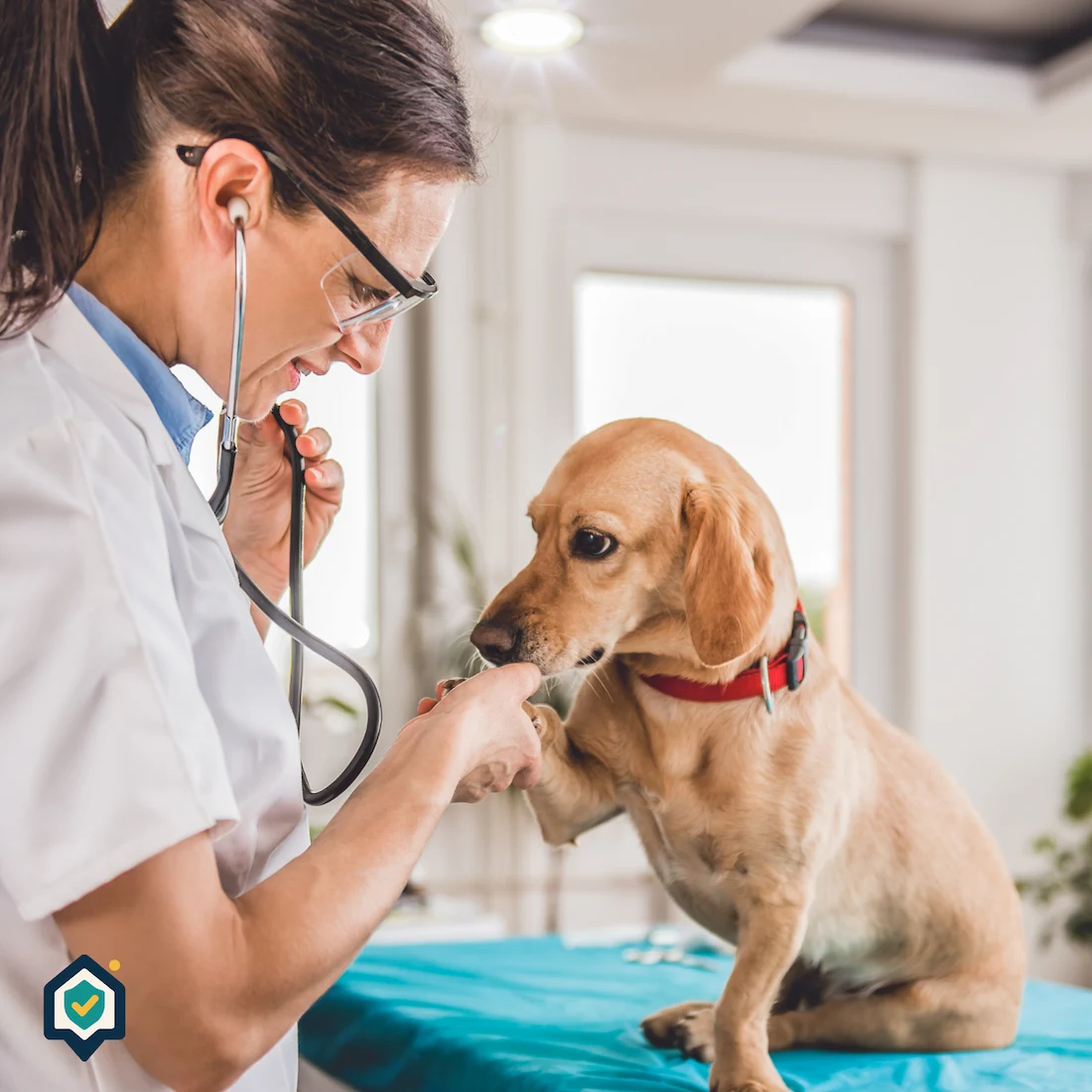 Atención veterinaria (Imagen referencial)